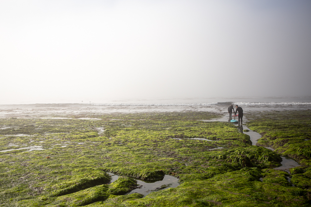 Surfers in pleasure point in Santa Cruz during low tide walking through teh tide pools