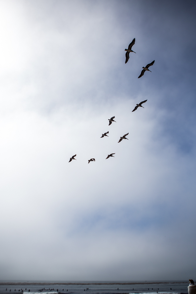 birds in the sky