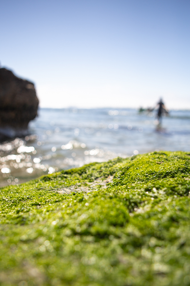 pleasure point in Santa Cruz