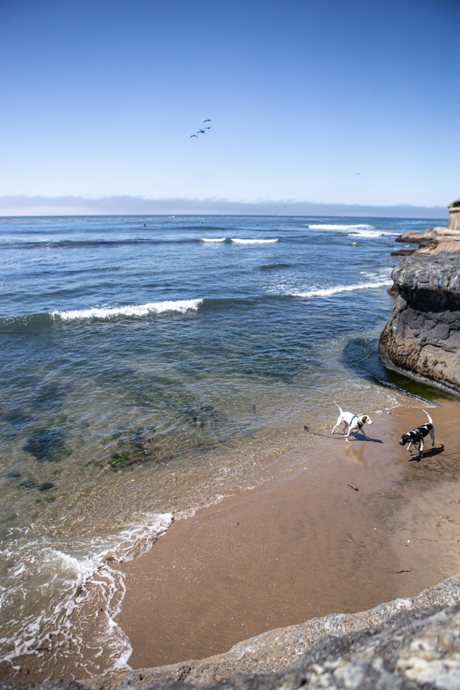 Dogs on the beach at pleasure point in Santa Cruz